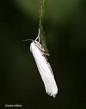 Coscinia cribaria